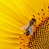 bee-close-up-flower-2198671